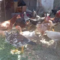 تعدادی مرغ وخروس