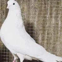 کبوتر 3000.000 سه میلیون