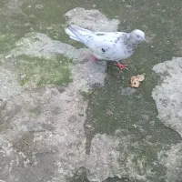 کبوتر سالم|پرنده|آستارا, |دیوار