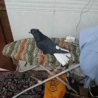 اشعل سیاه