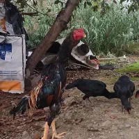 تخم اوشامو آلمانی