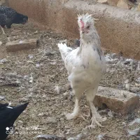 خروس گلین|حیوانات مزرعه|قم, تعویض پلاک|دیوار