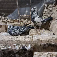 کفتر شهری بهبهانی پلاکی|پرنده|شیراز, تندگویان|دیوار