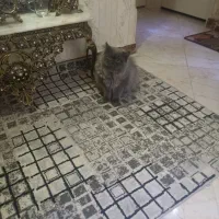 گربه پرشین نر