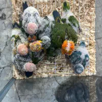 پخش طوطی‌راهب وخورشیدی سرلاکی با تضمین سلامت|پرنده|تهران, جیحون|دیوار