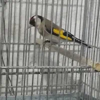 سهره نر بخون