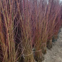 شرکت کرال نهال انواع نهال پیوندی بااصالت وصنوبر