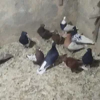 کبوتر ملقی