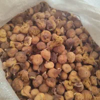انجیر عروه خوشمزه با کیفیت