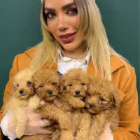 تاینی پودل و توی پودل وارداتی از روسیه