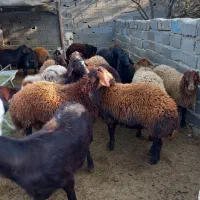 گوسفند قربانی