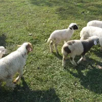 ۸ راس بره علفخوار نر|حیوانات مزرعه|ماسال, |دیوار