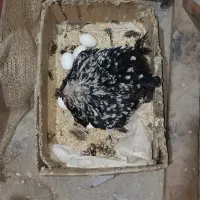 تخم مرغ گلین|حیوانات مزرعه|شیراز, رکن‌آباد|دیوار