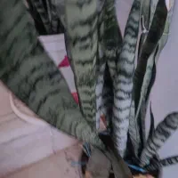 گل سانسوریا