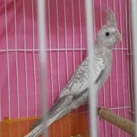 عروس هلندی دستی