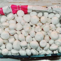 سرمایه گذاری برای تولید