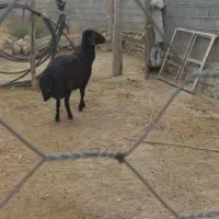 قوچ‌ افشاری  پوست  گاوی فروشی