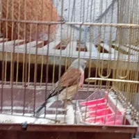 سینه سرخ