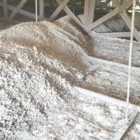 چوقولی کبوتر کود چاهی خرید و فرووش