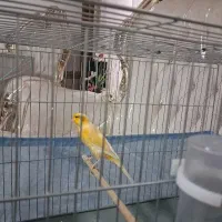 قناری نر پرتقالی