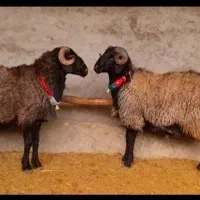 گوسفند زنده تمام نقاط تهران شبانه روز