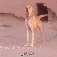 سگ  خراسانی