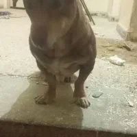 واگذاری سگ نژادمیکس بیت بول پسر|سگ|مشهد, شهید مطهری|دیوار