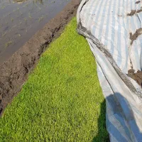 باغبانی|خدمات باغبانی و درختکاری|تالش, هشتپر|دیوار