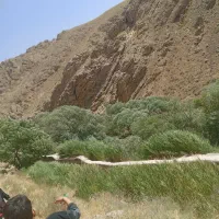 حیوانات