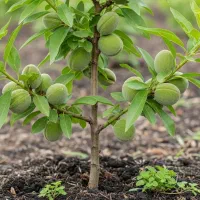 نهال بادام ممتاز با ضمانت کتبی|خدمات باغبانی و درختکاری|ابهر, |دیوار