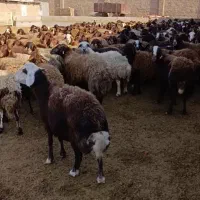 گوسفند میش بره بز قوچ فروش فوری