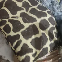 تشک وبالش|رختخواب، بالش، پتو|اردبیل, |دیوار