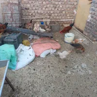 جوجه مرغ وخروس بزرگ وکوچک.موجودهست