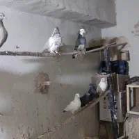 فروش کبوتر|پرنده|اصفهان, شهرک کاوه|دیوار