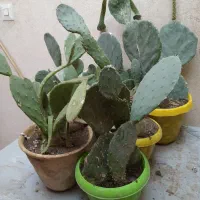 گلدان کاکتوس