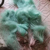 تورماهی گیری