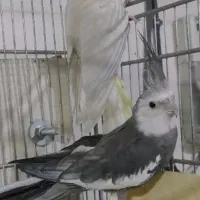 نرو وماده