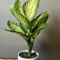 تبادل قلمه گل