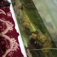 اکواریوم بزرگ|ماهی|خرمآباد, |دیوار