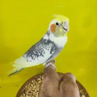 کوتوله عروس فنج نرگسی