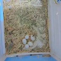 عروس هلندی سخنگو|پرنده|دورود, |دیوار