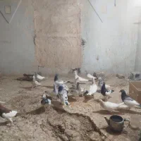 60تاکفترهمه مدل انگشترفروشی