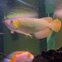 اروانا سوپر رد چیلی