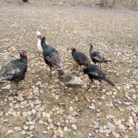 ‌بگلمو‌برای‌مناسبتها