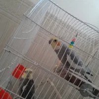 طوطی|پرنده|سرپل ذهاب, |دیوار