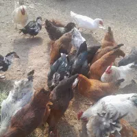 فروش اردک اسرالی