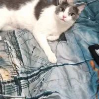 واگذاری گربه|گربه|پاکدشت, پاکدشت (مامازند)|دیوار