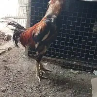 خروس لاری جوان