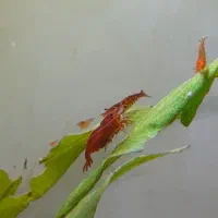 شریمپ نظافتچی اکواریوم