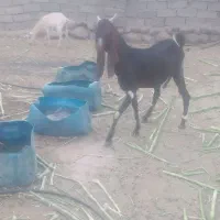 فروش گوسفند